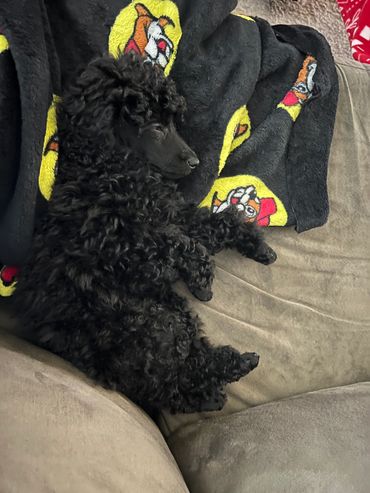 Curly black dog resting on a sofa.