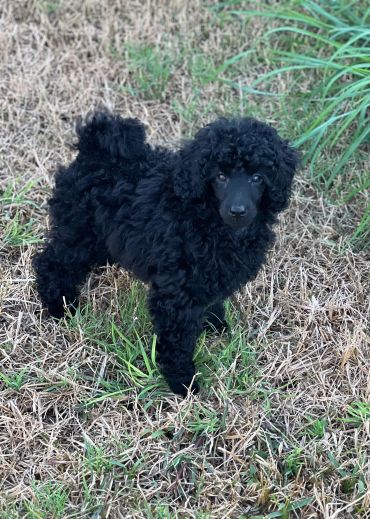 A small black curly-haired puppy standing on grass.