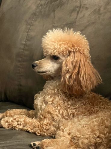Curly-haired poodle lying on a couch.