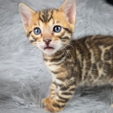 Close-up of a wide-eyed Bengal kitten on a soft gray surface.