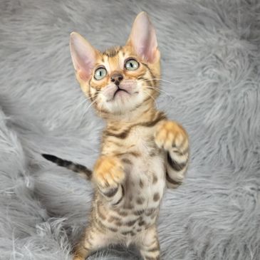 Adorable Bengal kitten standing on a fluffy gray surface.