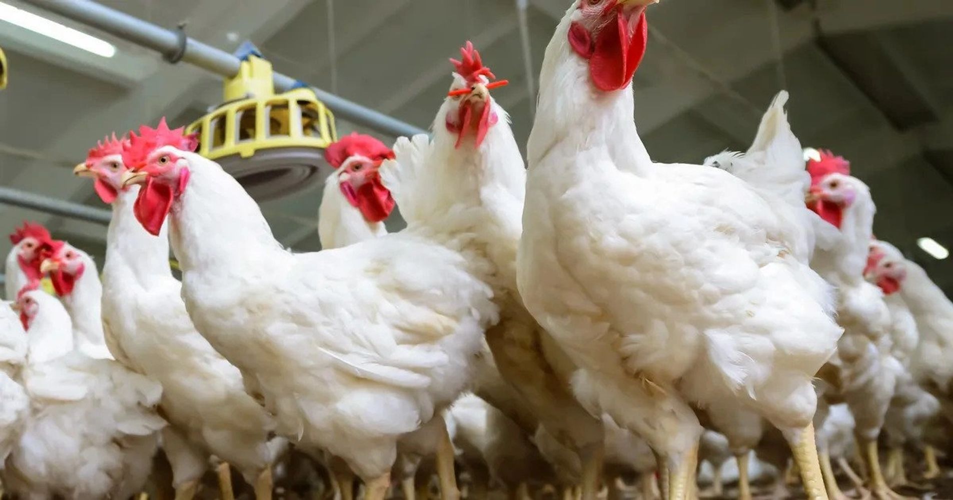 dmr-poultries-vijaywada-poultry_articles_broilers_broiler-breeder-chicken-flock-5