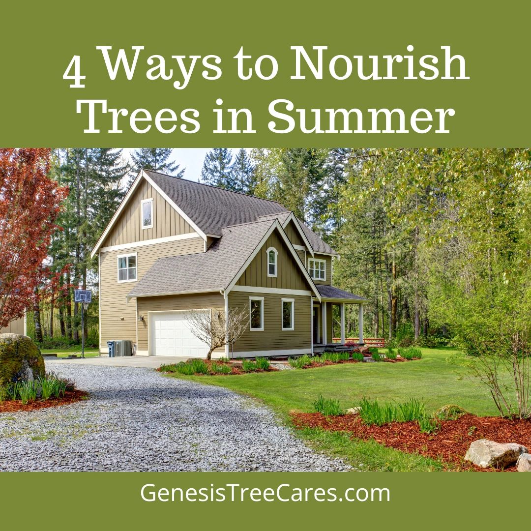 4 Tips for Nourishing Trees in Summer