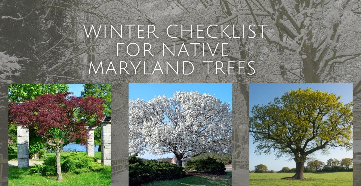 Native Maryland Tree Winter Checklist for Annapolis, MD