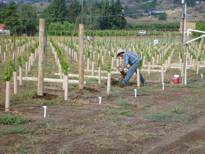 Vineyard planning, planting and maintenance
