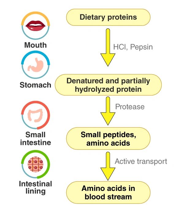 Digestion of Protein