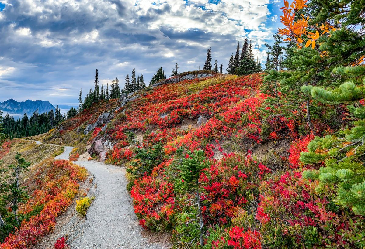 Mt. Rainier National Park 250 piece Whimsy Wood Puzzle