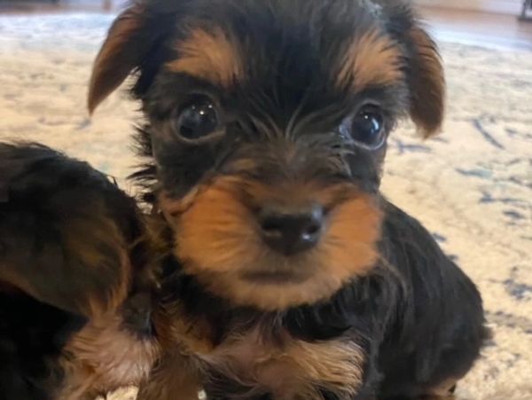 Yorkie puppies for sale, teacup yorkie puppy, girl yorkie puppy, female yorkie puppy, texas yorkie