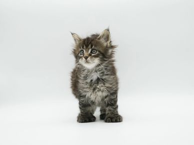 Fluffy kitten with big eyes standing on white background.