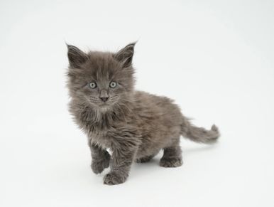 Blue maine coon kitten polydactyl, Maine Coon kitten for sale, Male Maine coon