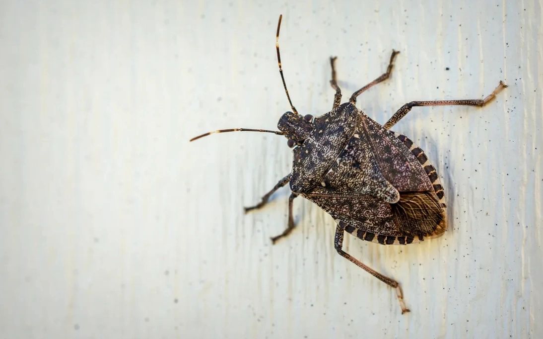 Wisconsin Bug Infestation How early should I start pest control for spring in Wisconsin?