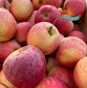 Apple fruit freshly picked