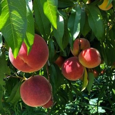 Apple tree at hauser hill farms. 