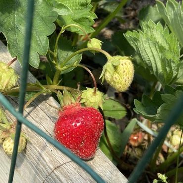 Strawberries plants