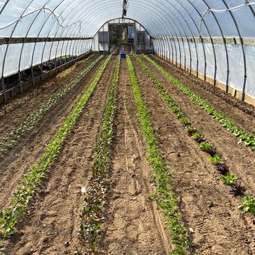 Green house to grow fresh fruit and vegetables. 