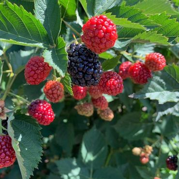 Raspberry Fruit