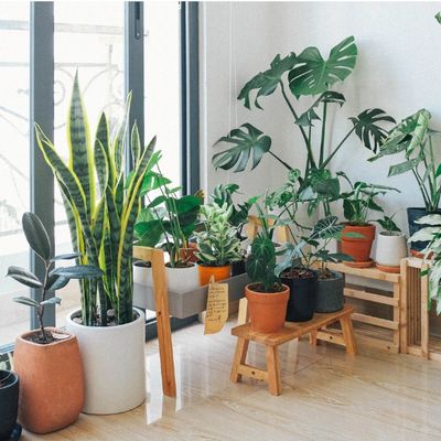 Variety of indoor plants arranged neatly in a well-lit room.