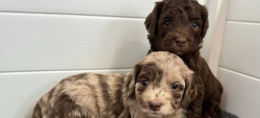 F1B mini Red and white Cavapoos Waitlist.