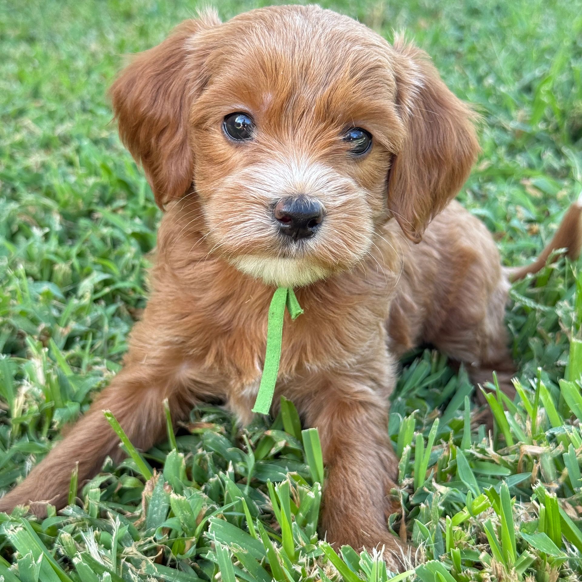 Close-up of a cute puppy on the grass.