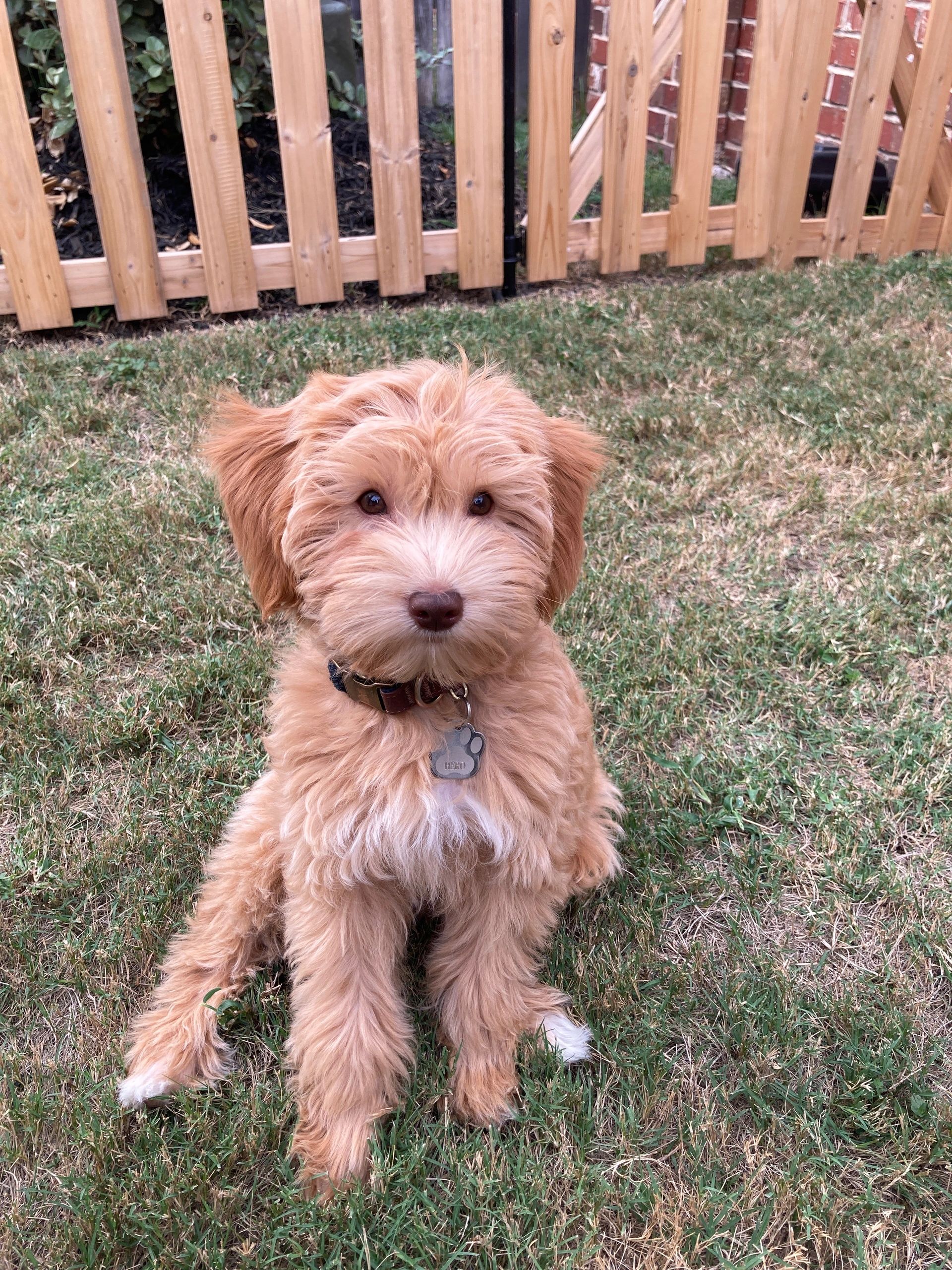 kingwood-goldendoodles-mini-goldendoodle-breeder-houston