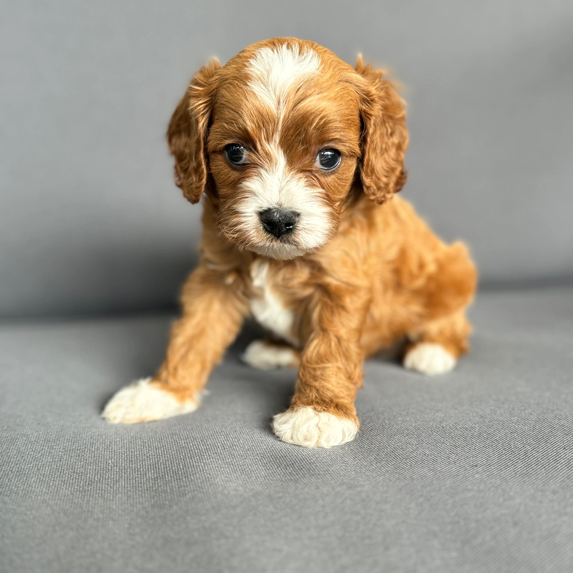 Close-up of a brown and white puppy on a gray surface.