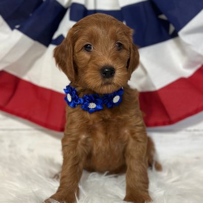 F1B mini Red and white Cavapoos Waitlist.