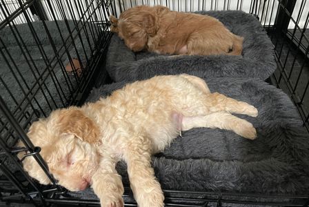 Goldendoodle puppy sleeping