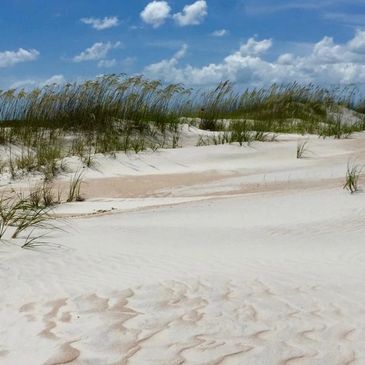 beach and dunes