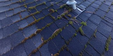 Handyman Professional Rooftop Moss Removal