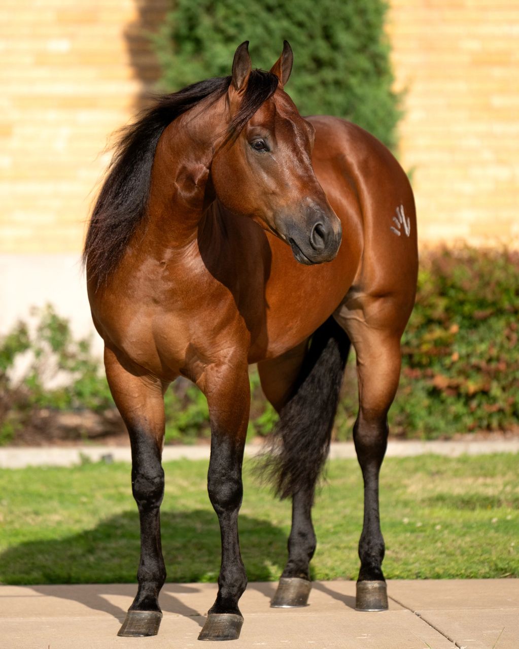 A glossy brown horse with a black mane stands on a paved area.