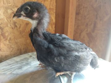 A young black chick standing on a surface indoors.