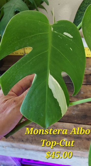 CUTTING AVAILABLE 
Monstera Albo
Mid- Cut 