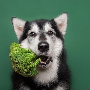 Cute Husky dog holding broccoli in his mouth.