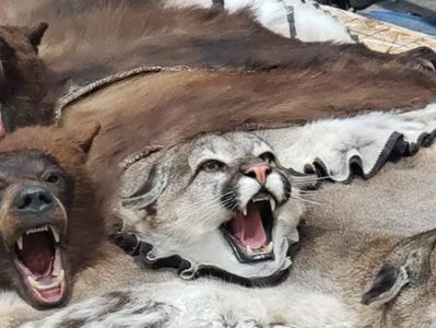 Close-up of animal pelts with open-mouthed faces.