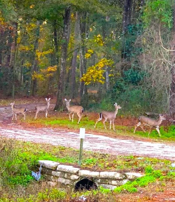 Deer often cross roads in the same place, learn the crossings near you.