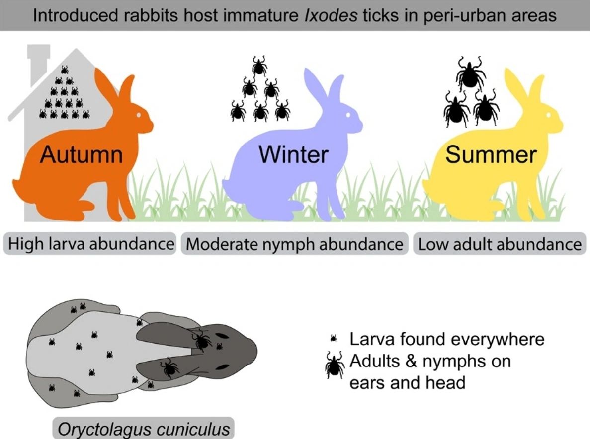 Ticks in rabbits