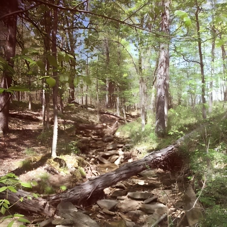 A picture of the wild forest with large green trees