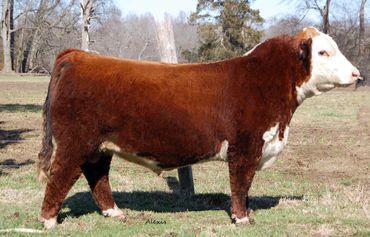 BK Jet Stream J20 ET
JDH AH Standout x HAPP Kool Aid Points 
