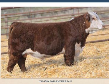TH 459Y 8010 Endure 241J.   Below average BW with an above average WW. 
