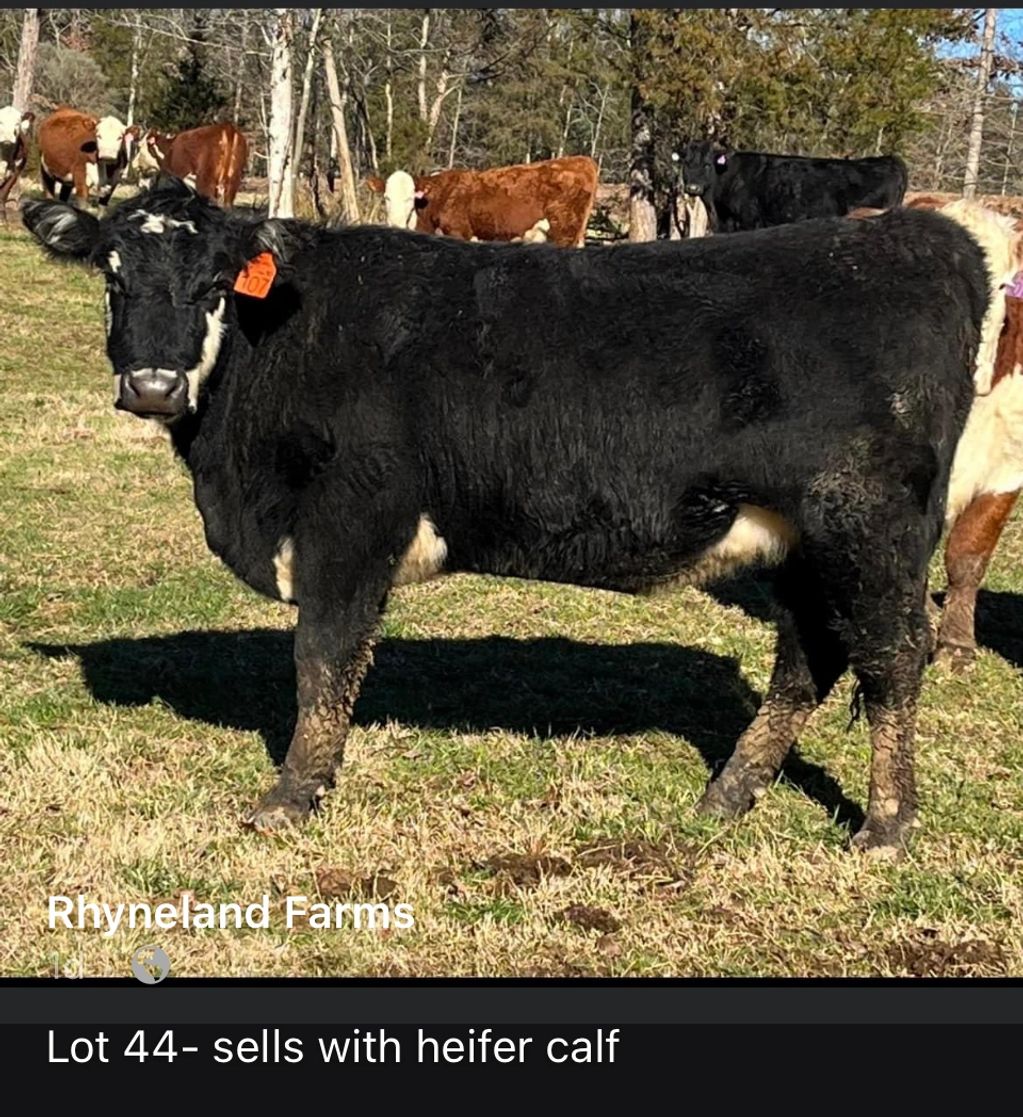 Selling this Saturday in the March Madness Sale, at the Simpson Event Center, Monroe NC! A few good 