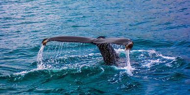 Whale Watching Excursion, Plymouth, Massachusetts