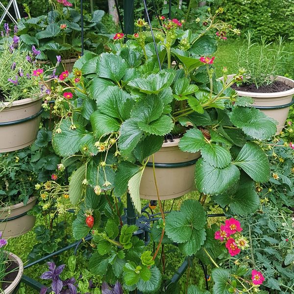 Large pots and plants on the terrace - Greenspired