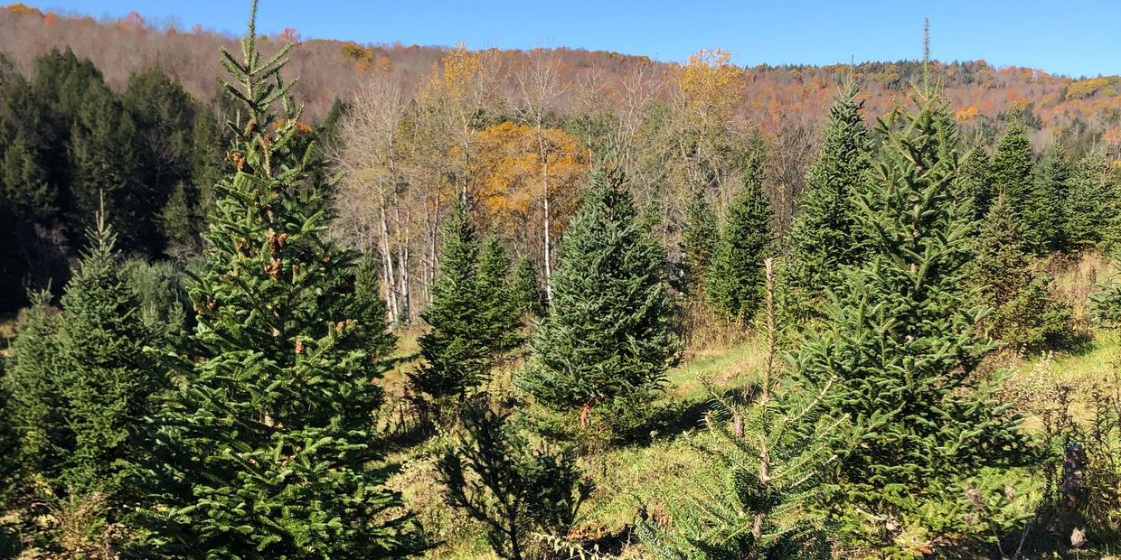 High Top Trees Christmas Trees, Balsam Trees