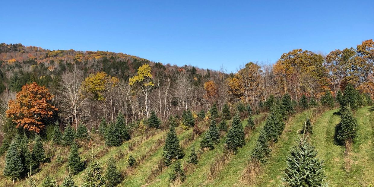 Rolling hills of Christmas Trees.
