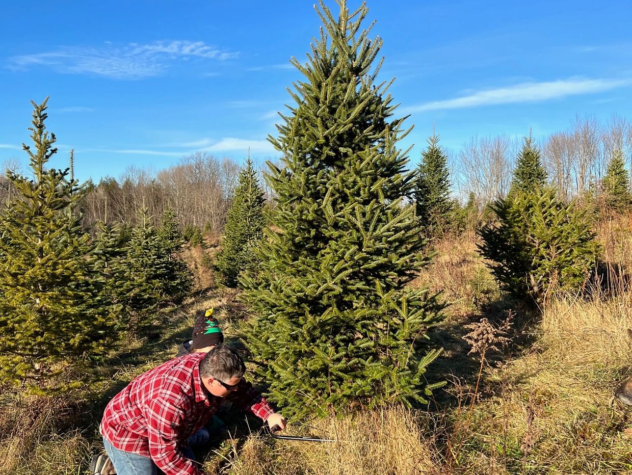 Cutting down a balsam Christmas Tree.