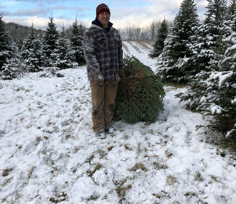 Cut Your Own High Top Trees