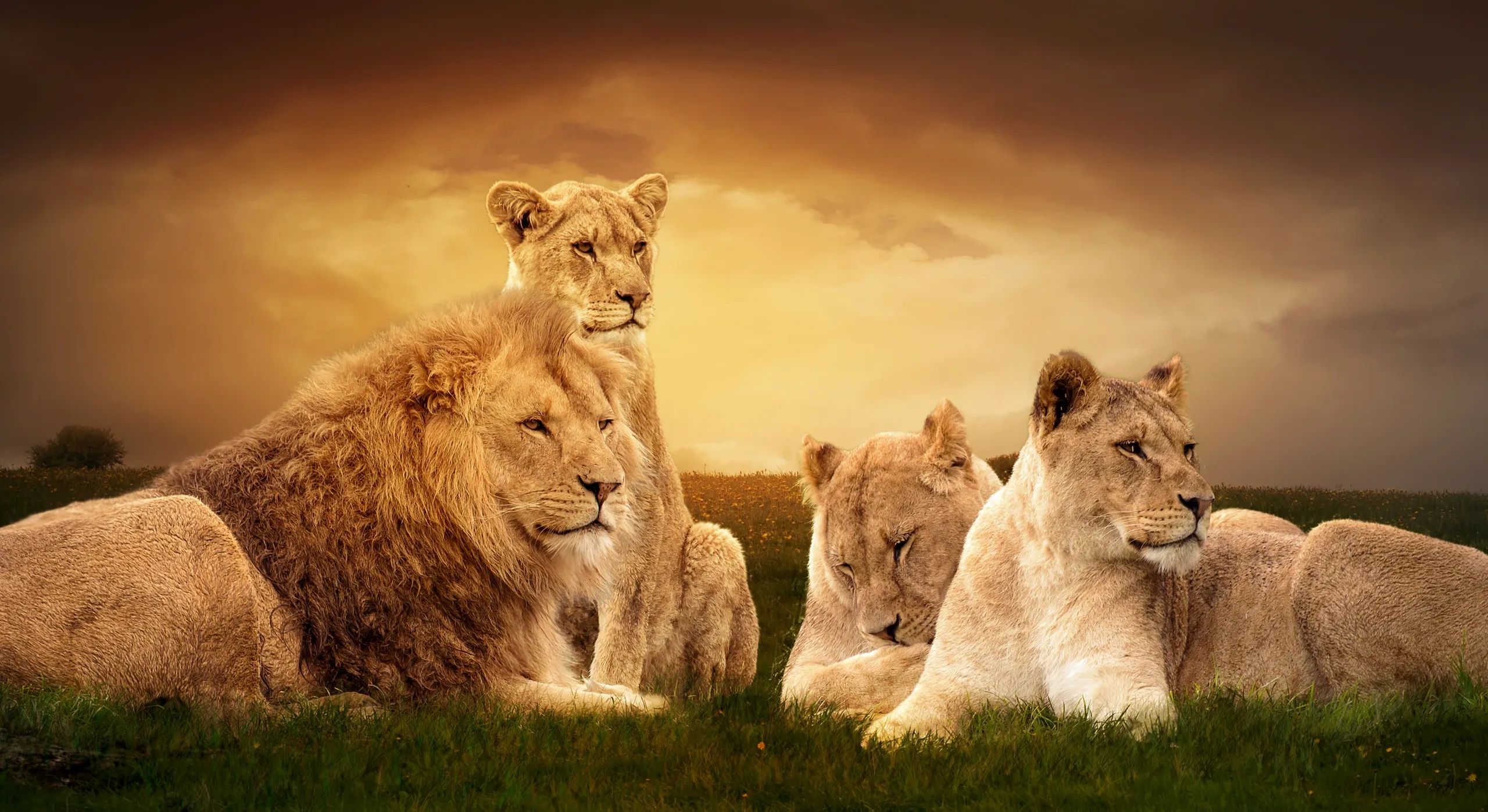 Group of Lions