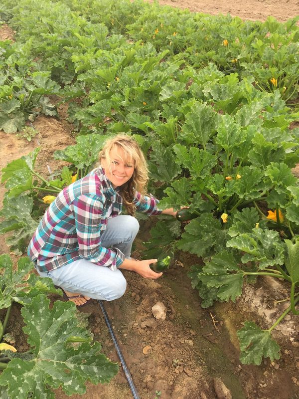 Woman harvesting zucchinis in a lush garden.