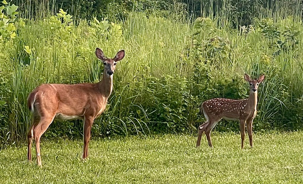Two deer standing in a grassy area near bushes.