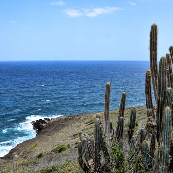 Tall cacti growing near a rocky coastline with blue ocean waves.